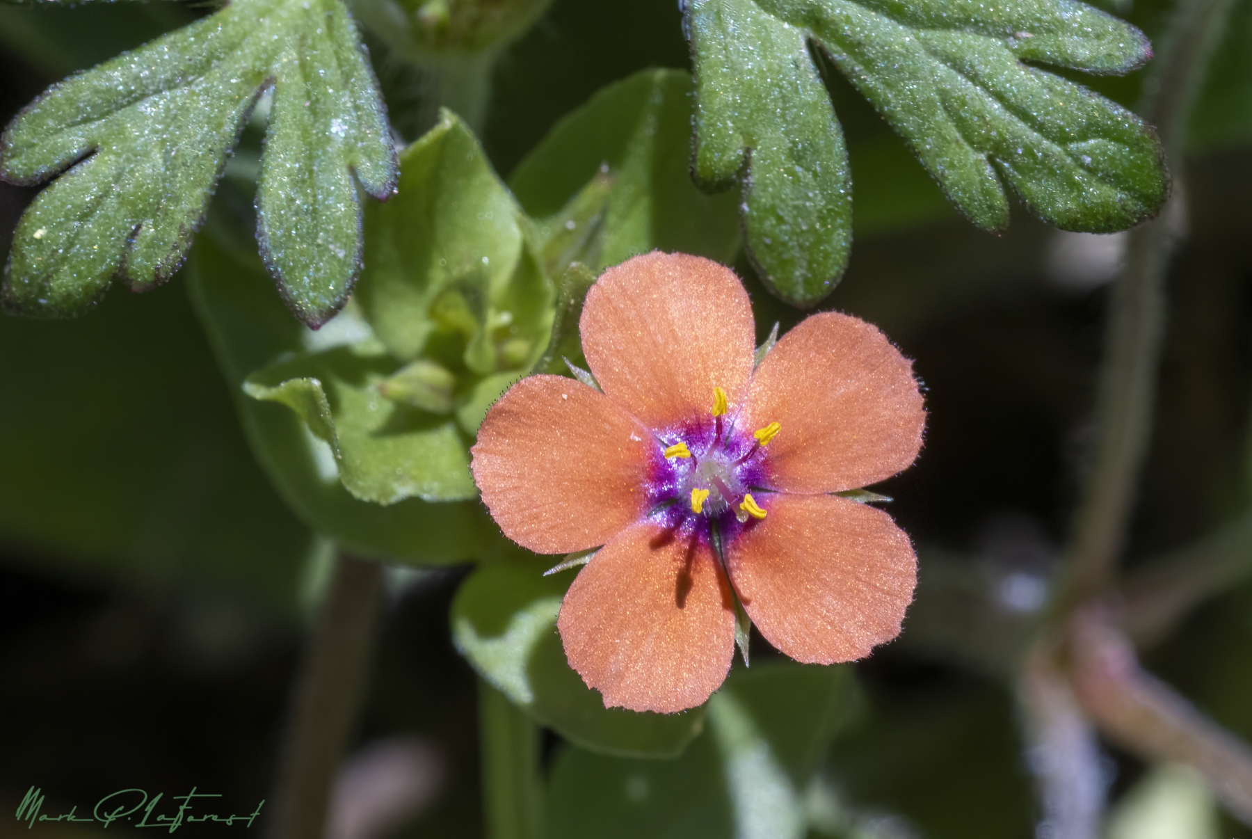 /gallery/north_america/USA/Texas/austin/Scarlet Pimpernel April 2024-002_med.jpg